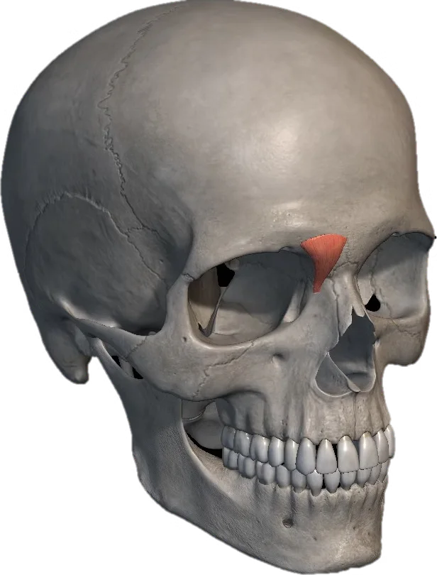 Corrugador do supercílio em 3D