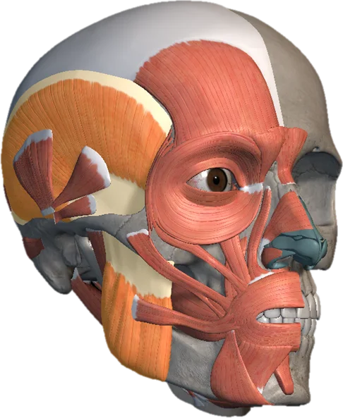 Masseter em 3D