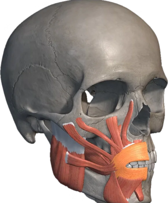 Orbicular da boca em 3D
